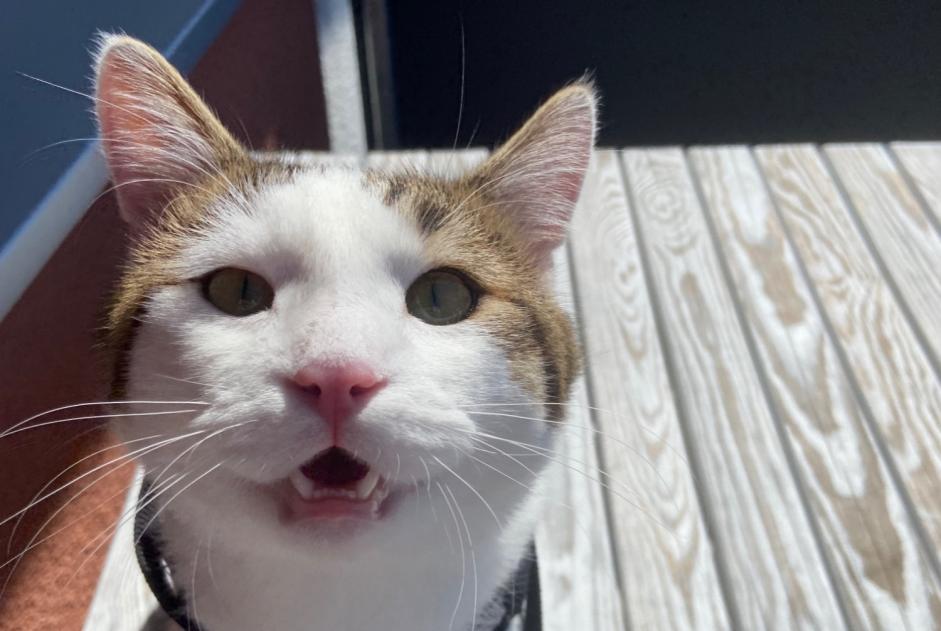 Disappearance alert Cat miscegenation Male , 1 years Furtwangen im Schwarzwald Germany