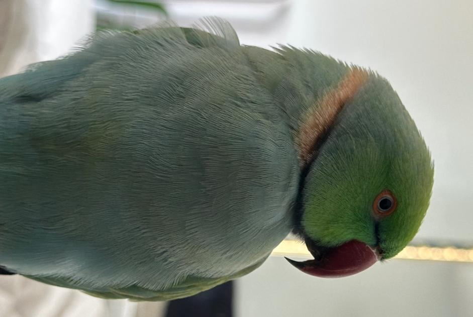 Alerta de Desaparición Pájaro Macho , 2026 años Freiburg im Breisgau Alemania