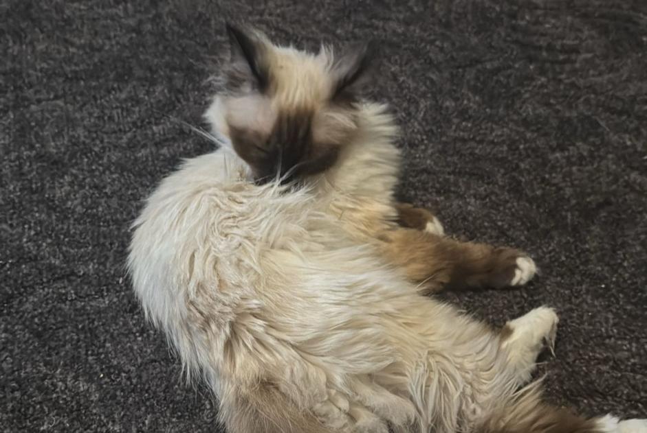 Alerte Disparition Chat  Femelle , 3 ans Iffezheim Allemagne