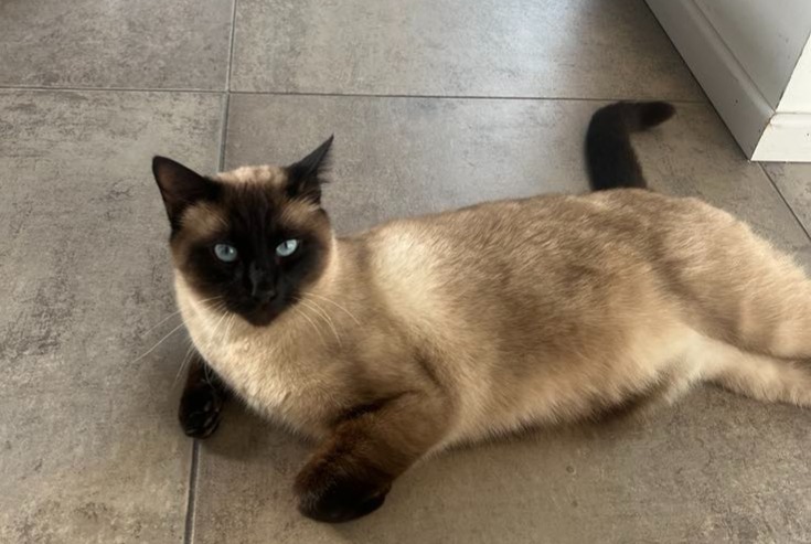 Alerte Disparition Chat  Mâle , 4 ans Kehl Allemagne