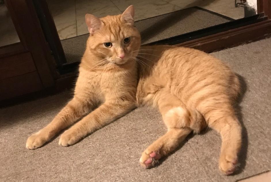 Alerte Découverte Chat  Mâle , 2 ans Sandhausen Allemagne