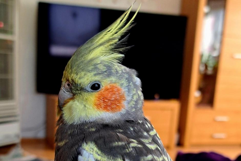 Alerte Disparition Oiseau Mâle , 2025 ans Laufenburg Allemagne